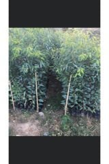 10 adet Bataklık Kurutan Okaliptus Fidanı Boy 100-120cm