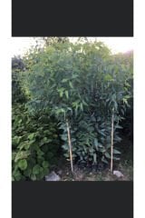 10 adet Bataklık Kurutan Okaliptus Fidanı Boy 100-120cm