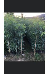 10 adet Bataklık Kurutan Okaliptus Fidanı Boy 100-120cm