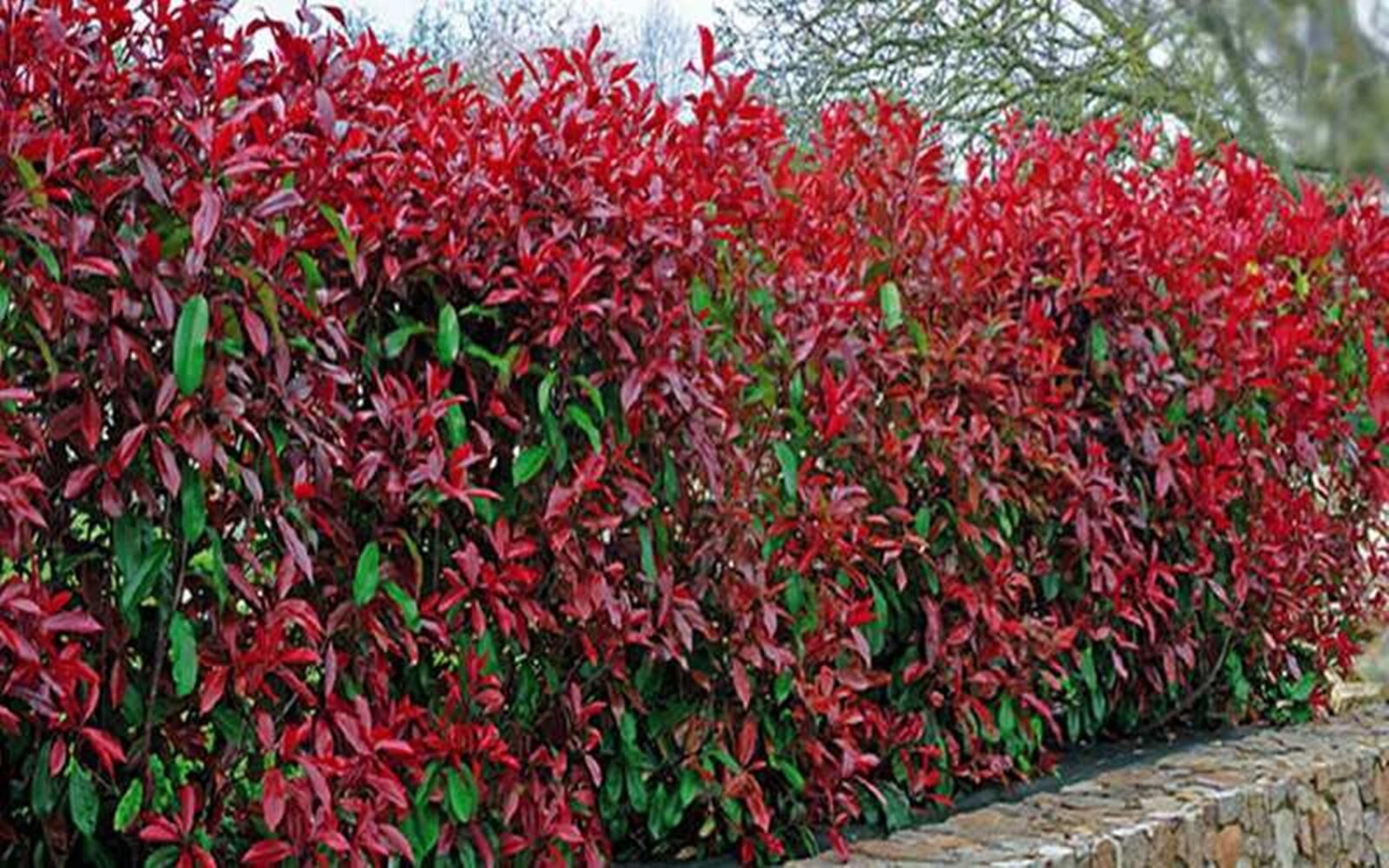 Alev Çalısı (Photinia Red Robin) 70-100 cm