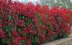 Alev Çalısı (Photinia Red Robin) 70-100 cm