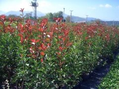 Alev Çalısı (Photinia Red Robin) 70-100 cm