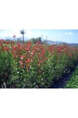 2 adet Alev Çalısı (Photinia Red Robin) 70-100 cm