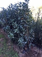 4 yaş kalın gövdeli Meyve Veren  Tüplü Laz Kirazı (karayemiş,taflan) Fidanı 4 Yaş Boy170-200 Cm