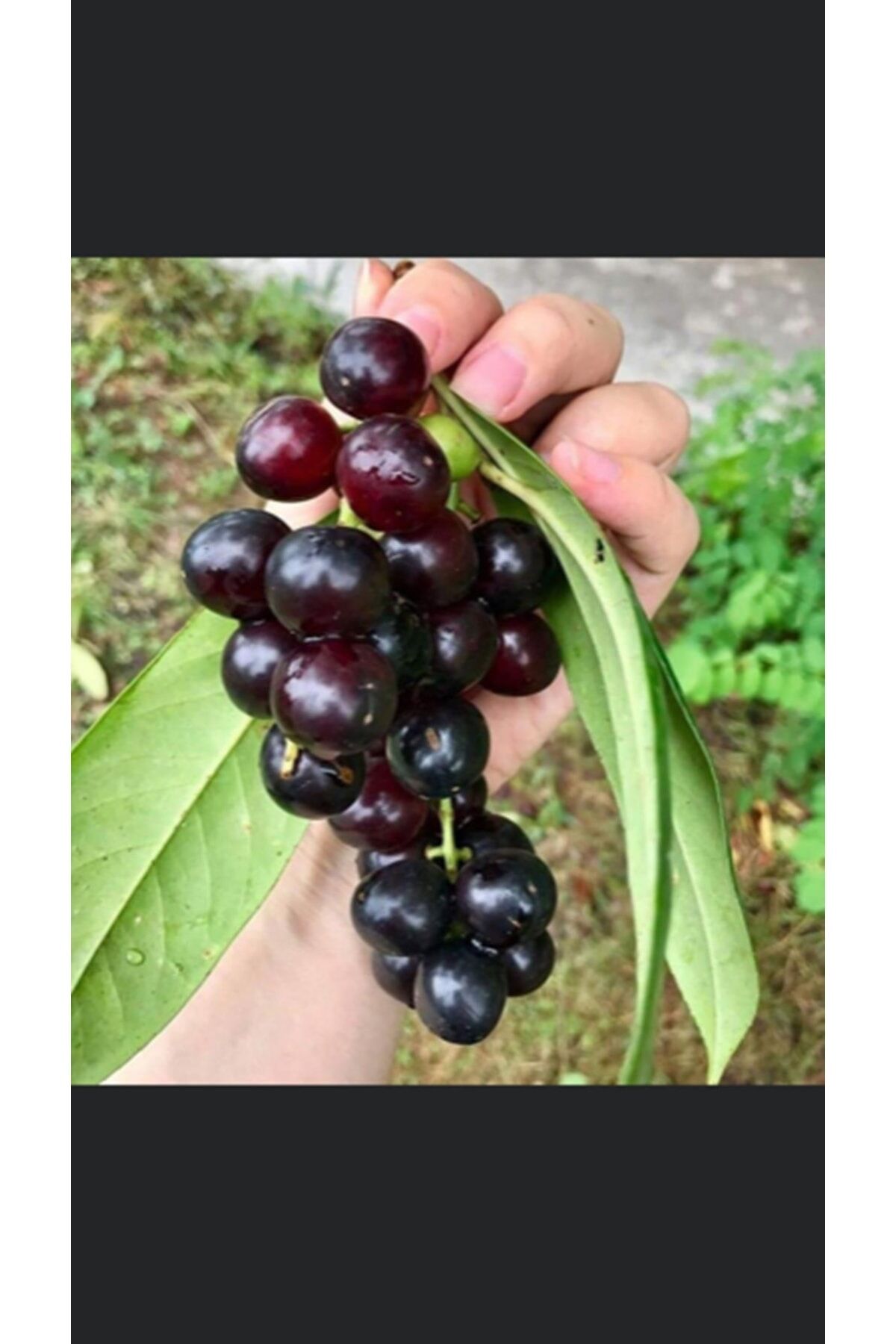 4 yaş kalın gövdeli Meyve Veren  Tüplü Laz Kirazı (karayemiş,taflan) Fidanı 4 Yaş Boy170-200 Cm