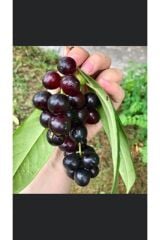 4 yaş kalın gövdeli Meyve Veren  Tüplü Laz Kirazı (karayemiş,taflan) Fidanı 4 Yaş Boy170-200 Cm