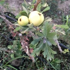 MEYVE VEREN AŞILI İRİ MEYVELİ SARI BELEN ALIÇ FİDAN YAŞ 3 BOY 100-130 CM