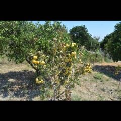 MEYVE VEREN AŞILI İRİ MEYVELİ SARI BELEN ALIÇ FİDAN YAŞ 3 BOY 100-130 CM