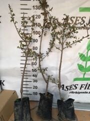 MEYVE VEREN AŞILI İRİ MEYVELİ SARI BELEN ALIÇ FİDAN YAŞ 3 BOY 100-130 CM