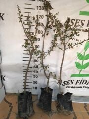 MEYVE VEREN AŞILI İRİ MEYVELİ SARI BELEN ALIÇ FİDAN YAŞ 3 BOY 100-130 CM