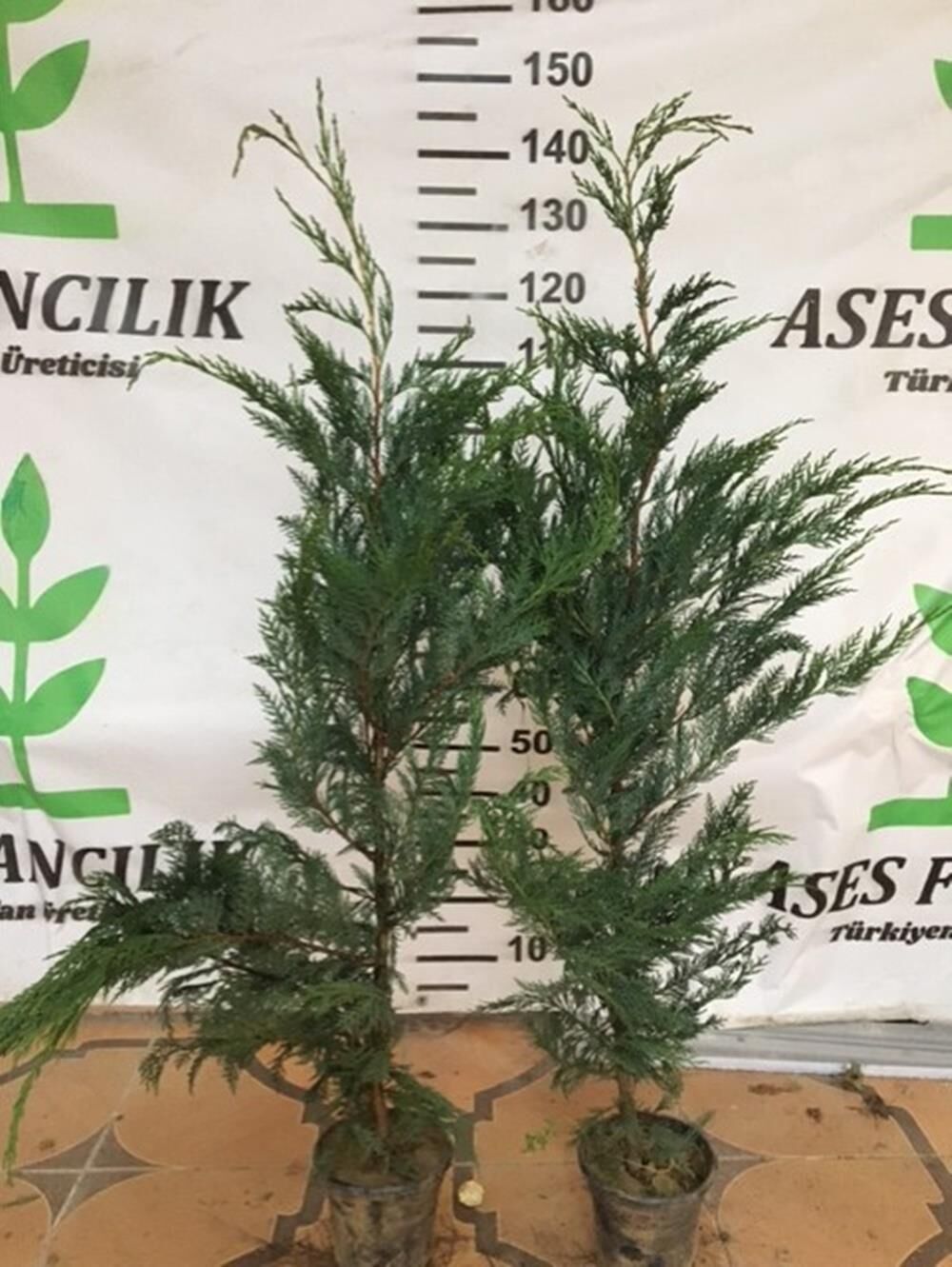 2 ADET GENİŞ FORMLU LEYLANDİ FİDANI BOY 100-130 CM