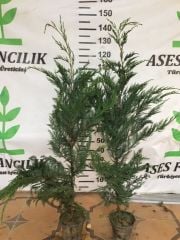 2 ADET GENİŞ FORMLU LEYLANDİ FİDANI BOY 100-130 CM