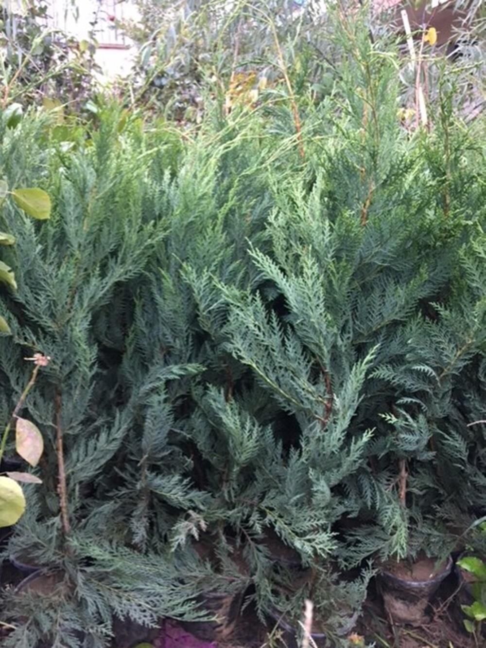 5 ADET GENİŞ FORUMLU, SAKSIDA LEYLANDİ FİDANI BOY 100-130 CM