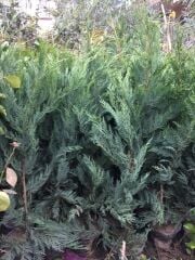 5 ADET GENİŞ FORUMLU, SAKSIDA LEYLANDİ FİDANI BOY 100-130 CM