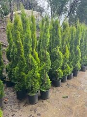 SPİRAL LİMONİ SELVİ BOY 200-230 CM