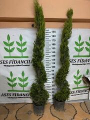 SPİRAL LİMONİ SELVİ BOY 200-230 CM