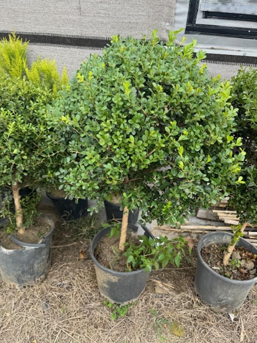 BÜYÜK FORMLU ŞİMŞİR FİDANI BOY 100-120 CM