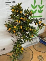 5 YAŞ 150-200 MEYVELİ SAKSIDA NAGAMİ KAMKAT FİDANI 150-180 CM