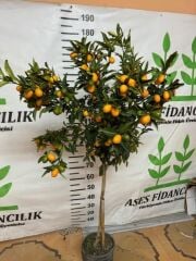 5 YAŞ 150-200 MEYVELİ SAKSIDA NAGAMİ KAMKAT FİDANI 150-180 CM