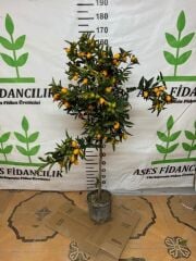 5 YAŞ 150-200 MEYVELİ SAKSIDA NAGAMİ KAMKAT FİDANI 150-180 CM