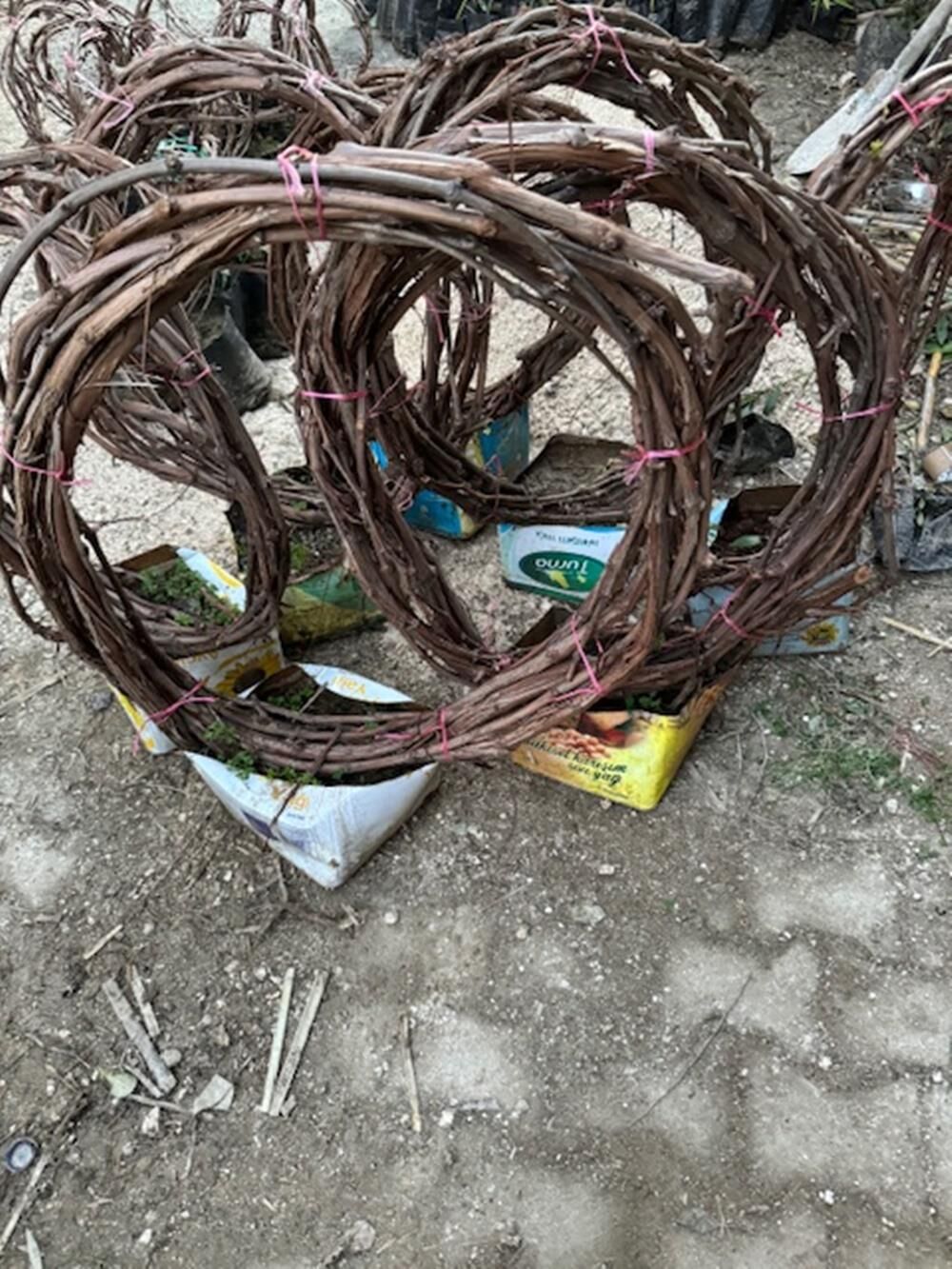 4 YAŞ 5/7 M BOY  CARDİNAL ÜZÜM FİDANI