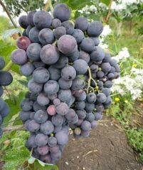 4 YAŞ 5/7 M BOY  CARDİNAL ÜZÜM FİDANI