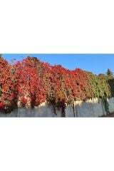 Saksıda Amerikan Sarmaşığı boy 200 cm