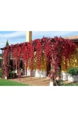 Saksıda Amerikan Sarmaşığı boy 200 cm