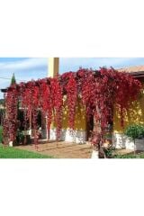 3 adet Saksıda Amerikan Sarmaşığı boy 200 cm