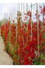 3 adet Saksıda Amerikan Sarmaşığı boy 200 cm