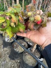 Tüplü yediveren Polka Ahududu boy 100-120 cm