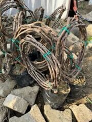 3/4 metre Antep Karası üzüm fidanı