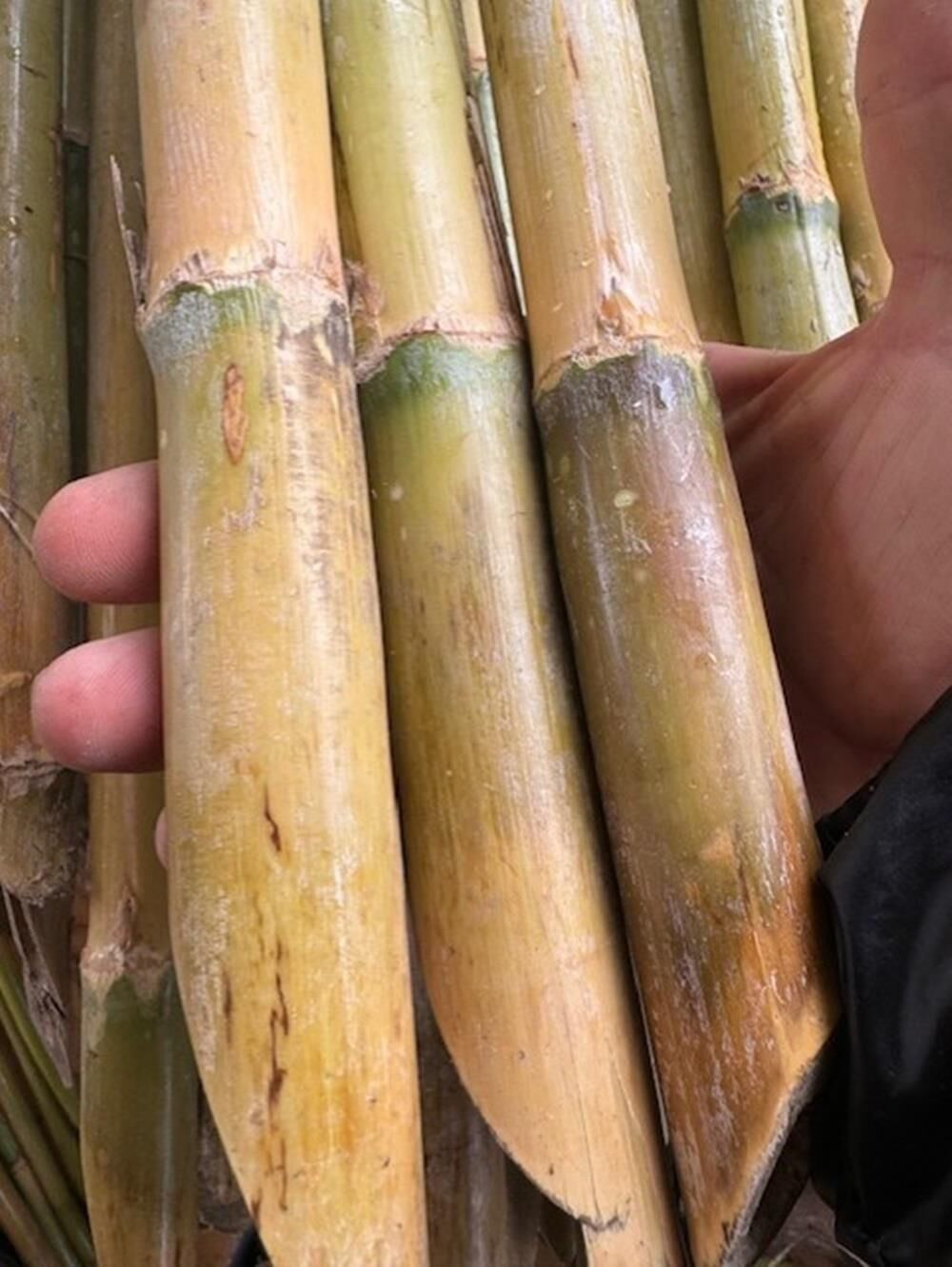 25 ADET FİDAN DESTEK ÇUBUĞU BOY 250 CM,KALINLIK 4-5 CM