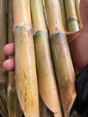 25 ADET FİDAN DESTEK ÇUBUĞU BOY 250 CM,KALINLIK 4-5 CM