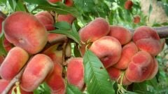 TÜPLÜ 3 YAŞ PARAGUAYANO BASIK YASSI ŞEFTALİ FİDANI(BOY130 -150 CM)