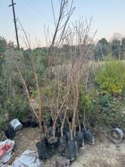 TÜPLÜ 3 YAŞ PARAGUAYANO BASIK YASSI ŞEFTALİ FİDANI(BOY130 -150 CM)