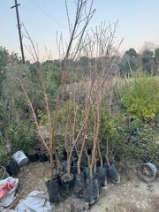 TÜPLÜ 3 YAŞ PARAGUAYANO BASIK YASSI ŞEFTALİ FİDANI(BOY130 -150 CM)