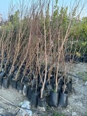 TÜPLÜ 3 YAŞ PARAGUAYANO BASIK YASSI ŞEFTALİ FİDANI(BOY130 -150 CM)