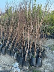 TÜPLÜ 3 YAŞ PARAGUAYANO BASIK YASSI ŞEFTALİ FİDANI(BOY130 -150 CM)