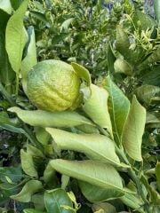 çok nadir bir çeşit tüplü  ÇEKİRDEKSİZ DEKOPON MANDALİNA Fidanı yaş 3 boy 100-130 cm