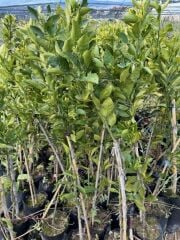 çok nadir bir çeşit tüplü  ÇEKİRDEKSİZ DEKOPON MANDALİNA Fidanı yaş 3 boy 100-130 cm