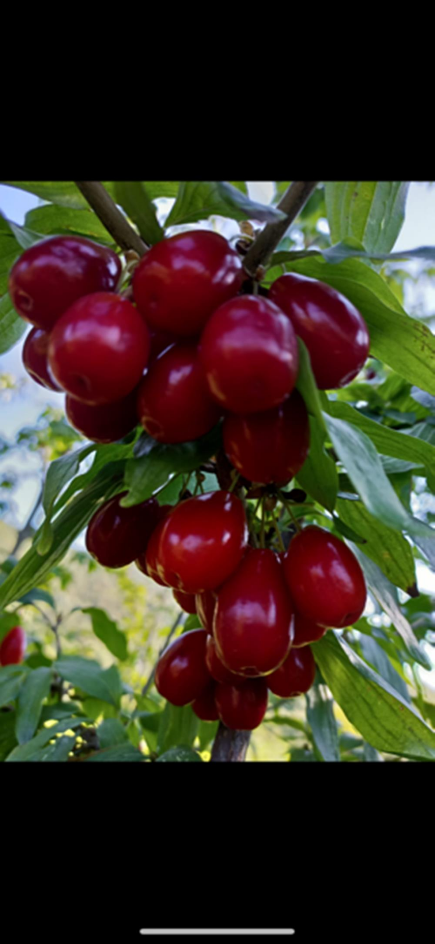 TÜPLÜ İRİ MEYVELİ AŞILI KIZILCIK FİDANI YAŞ 3 BOY 130-150 CM