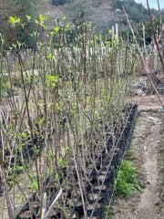 TÜPLÜ İRİ MEYVELİ AŞILI KIZILCIK FİDANI YAŞ 3 BOY 130-150 CM