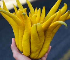 Buda'nın eli limon fidanı yaş 3 boy 100-140 cm