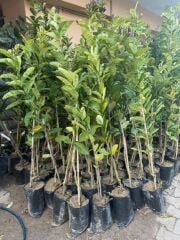 Buda'nın eli limon fidanı yaş 3 boy 100-140 cm