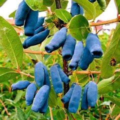 Saksıda meyve veren Honeyberry (Bal yemişi) Fidan yaş 2 boy 50-70 cm