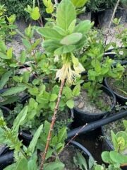 Saksıda meyve veren Honeyberry (Bal yemişi) Fidan yaş 2 boy 50-70 cm