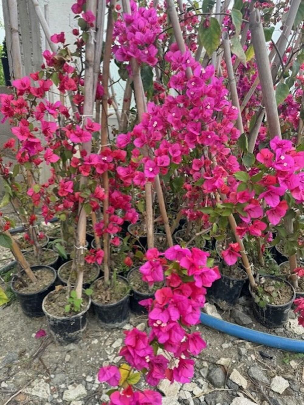 Saksıda Fuşya renk begonvil Yaş  2 BOY 120-150 CM