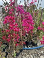 Saksıda Fuşya renk begonvil Yaş  2 BOY 120-150 CM