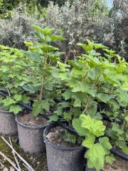 Saksıda 2 yaş  kırmızı frenk üzümü  70-90 cm